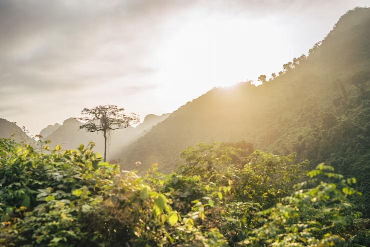 Sistema Nacional do Meio Ambiente - SISNAMA: Resumo CNU