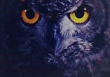 coruja-estrategia-oab-37-exame-de-ordem